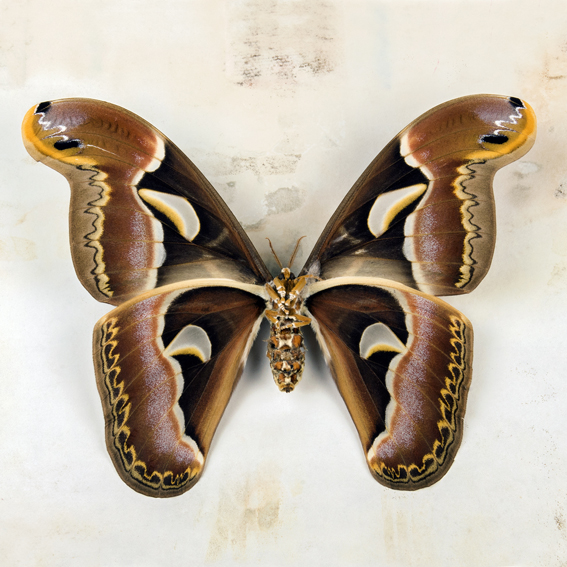 Katerina Kaloudi - Microcosmos-Macrocosmos - Unknown Butterfly, 2014.