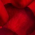 Katerina Kaloudi - A Garden in my Dreams - Instinctive soul