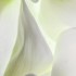 Katerina Kaloudi - A Garden in my Dreams - Inner wisdom