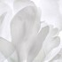 Katerina Kaloudi - A Garden in my Dreams - It is said that consciousness dreams in plants