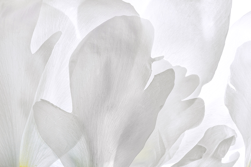 Katerina Kaloudi - A Garden in my Dreams - Truth before me