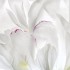 Katerina Kaloudi - A Garden in my Dreams - The soul is forever with me