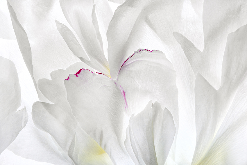 Katerina Kaloudi - A Garden in my Dreams - Truth before me