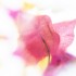 Katerina Kaloudi - A Garden in my Dreams - Summer breeze
