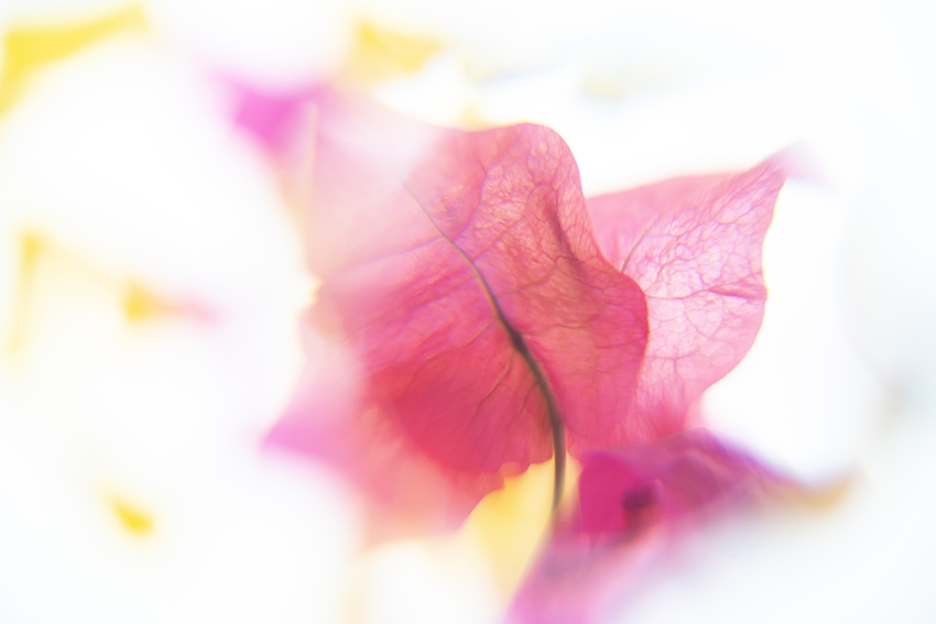Katerina Kaloudi - A Garden in my Dreams - Truth before me