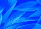 Katerina Kaloudi -  - Blue dream